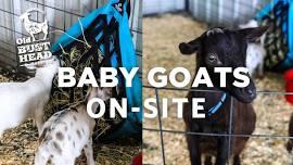 Baby Goats On-Site