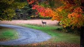 Providing Food and Habitat for Wildlife in your Backyard