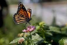 How to raise  Monarch butterflies