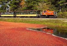 Cranberry Festival at Edaville (Carver)