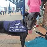 Raising awareness of greyhounds as pets