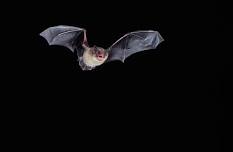 Bat Walk