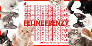 Feline Frenzy Adoption Event