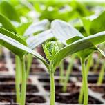 Gardening and Seed Starting Basics with Willowbrook Farms!