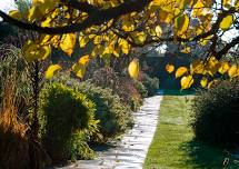 Succession planting in the mixed border