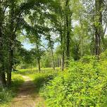 Rollin’ Through Nature: Golf Cart Tours