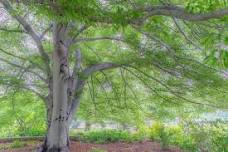 Free educational program The Iconic Trees of Newport: Past, Present & Future — Newport Tree Conservancy