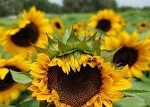 Sunflowers With Mom