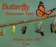 Butterfly Encounter - Summer Reading