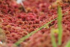 Introduction to Sphagnum