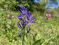 June Focus Walk: Pollinator Meadow