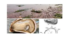 June Nature PEI Meeting -- Discovering the History of PEI Oysters, with Jason Woodside