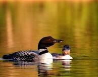 Conservation Through the Lives of Adirondack Loons