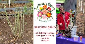 Winter pruning demo @ Ludwigs Star Roses, KZN