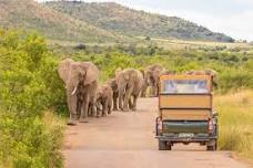 Full Day Safari at Pilanesberg National Park: Spot Big 5 From Johannesburg