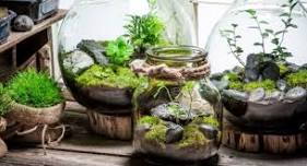 TERRARIUM GARDENS