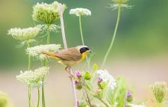 Beginning Birding and Sauvie Island Exploration: Migration Edition (Saturdays: Apr, May, June) *FULL*