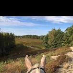 BOABH RIDE ON THE BLUEBERRY BARRENS IN COLUMBIA FALLS MAINE