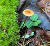 Mushroom & Cocktail Walk