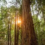 Yoga in Armstrong Redwoods