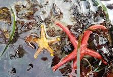 Low tide walk