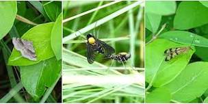 Bug's Life: A Closeup Look at the World of Insects