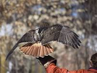 Raptors Up Close