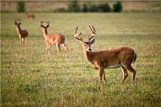 Farm Camp Week 1: Wonders of Wildlife