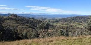 Scenic Bushland Walk & Talk