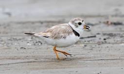 Shorebird Explorer (guided boat tour)