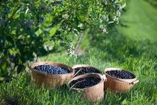 Pick Your Own Honeyberries