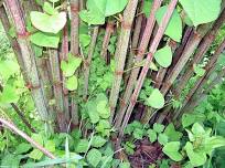 Japanese Knotweed Presentation by CRISP- Invasive Species Management Catskills