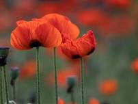 Poppy Time - Photos and Breakfast