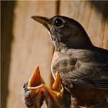 Observe Summer Bird Banding Research