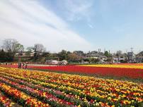 Hamura Tulip Festival