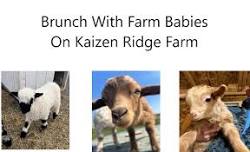 Brunch With Farm Babies On Kaizen Ridge