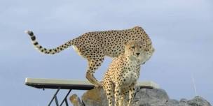 4 Day Masai Mara and Great Rift Valley Lake Safari