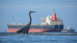 Bird Walk at Great Blue Heron Nature Reserve