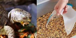 Reptile and Bird Feeding