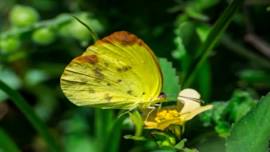 Butterfly Walk