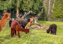 Picnic with Alpacas at Enchanted Farms