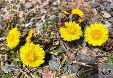 Edible & Medicinal Plant Walk