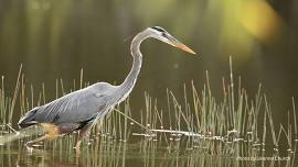 Monthly Beginning Birding Walk