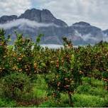 Boschendal Citrus Festival