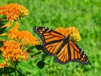 Family Program: Butterflies