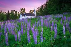 Wildflowers & Waterfalls, Sugar Hill, NH    — Dave Long Photo