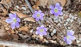 Spring Wildflower Walk at Goll Woods