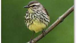 Birding Walk at Staatsburgh