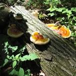 Wild Mushroom Woods Walk