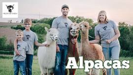 Alpaca Day